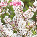 ピンク雪柳 （ ピンクユキヤナギ ） 5.5号鉢植え