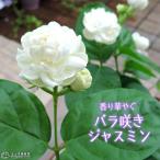  rose .. jasmine 9cm pot seedling (. -ply ../matsu licca /pikake/ Arabia n jasmine )