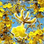 希少 『 イペー 』 12cmポット苗