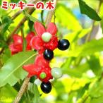 ミッキーの木 ( オクナ セルラタ ) 13.5cmポット 苗木