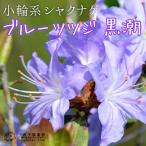 b roots tsuji[ чёрный .( черный sio)] 12cm pot рассада 