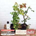 バラの接ぎ木苗（品種不明・2個セット）