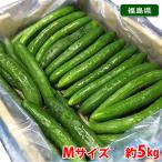  Fukushima префектура производство огурец A товар 5kg L~M размер ( примерно 40~50 шт. входит .)