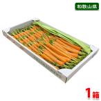  Wakayama префектура производство . морковь примерно 40~50 шт. входит ( коробка )