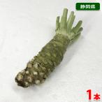  Shizuoka префектура производство книга@ сырой васаби 80~100g размер 1 шт. 
