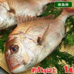 徳島県産他　天然　真鯛　（マダイ