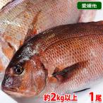 愛媛県産他　養殖　真鯛 （マダイ�