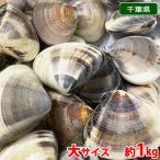  Chiba префектура производство др. (.). ... большой размер (1 шт на примерно 100~140g передний и задний (до и после) ) примерно 1kg