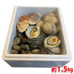 送料無料　国産（活）貝　詰合せセット　4種前後　約1.5kg