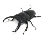 ツシマヒラタクワガタ♂70mmUPペア