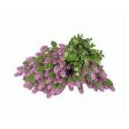 グリーンフィールド(/I) ビスタフォリア オプション品  カラーBOX ピンクセット 1箱 VG-VFSPSET