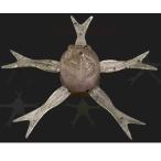 ジャッカル ジミーヘンジ42パワーソルト 42mm 5個入 シンキング #喰わせスジエビ【メール便OK】