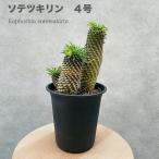 観葉植物ユーフォルビアソテツキリン...