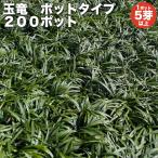  офиопогон японский шар дракон pot модель 5.. и больше 200 АО примерно 2 из 8 flat рис минут прямая поставка от производителя почвопокровные растения вечнозеленый много год . подлесок земля . растения 