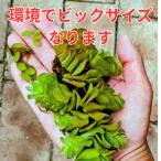 sa рубин nia5 АО водоросли нет пестициды улучшение me Dakar аквариум поле разведение me Dakar отходит . водоросли аэрация водоросли комплект водоросли питание аквариум 