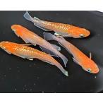 紅マドンナ 稚魚7保証3匹追加 メダカの飼い方室内 メダカの飼い方 メダカの飼い方屋外