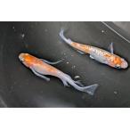 紅白ラメスワロー稚魚7匹保証3匹追...