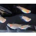 彩玉ピンク出目透明リンポニョ若魚2...