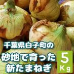 甘くて肉厚!!砂地で育った「千葉県白子産 新玉ねぎ」(5キロ)