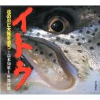  сахалинский таймень север. река . большой рыба ...