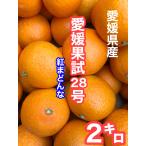 [ предварительный заказ товар ] Ehime ..28 номер (.. какой )2 kilo (. для бытового использования )M~3L размер 