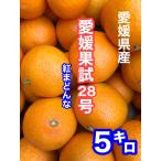 [ предварительный заказ товар ] Ehime ..28 номер (.. какой )5 kilo (. для бытового использования )M~3L размер 