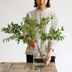 口が広くて活けやすい リューズガラス フラワーベース ネック 108350【洗いやすい フラワーベース 花器 花瓶 ガラス雑貨 桜 ミモザ ドウダンツツジ】