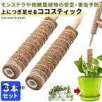 ココスティック 3本セット モンステラ 支柱 観葉植物 おしゃれ プランター 植木鉢 植物 園芸支柱 観葉支柱 ガーデニング ココスティック支柱