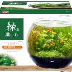 E6433YO *0703[ outlet ] стекло аквариум примерно 12L миска type jeks стакан aqua большой sphere аквариум не использовался 