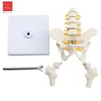  оригинал большой. таз половина минут,5.. поясница . анатомия модель, человек. таз модель, поясница ., послеродовой таз ... восстановление, медицинская помощь для передвижной .. каркас 