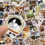 猫 面白 ステッカー1枚 ノートパソコン スマホ 水筒に スマホ ランダム発送 (UE3)