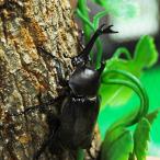 (国産) カブトムシ 成虫 フリーサイズ オス
