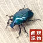 カナブン レア色 ブルーグリーンタイプ 【山口県産WD個体】飼育 標本用 生体 成虫 国産 販売 昆虫 飼育 観賞 国産 成虫 生体  ワイルド個体 自然採集  現物個体