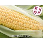  природа культивирование кукуруза ( пестициды * удобрение не использование / Yamanashi производство ) 3шт.@( рефрижератор рейс отправка / прохладный плата включено )