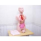 京都科学・TM90-II・人体解剖モデル・タッチゃんII・脳・男女生殖器・胎児付・人体模型・中古品・146126