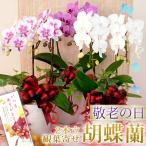 【ポイント5倍】 敬老ギフト2025 ミディ胡蝶蘭２本立ち・観葉寄せ 選べる品種  敬老の日 プレゼント 送料無料 花 鉢花 鉢植え [r-k2025-A]