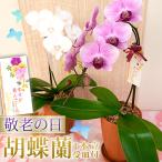 【ポイント5倍】 敬老ギフト2025 胡蝶蘭 ミディ胡蝶蘭１本立ち  選べる品種 木目調陶器鉢 受け皿付 敬老の日 花 鉢花 鉢植え [r-k2025-E]