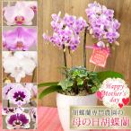 【2026母の日限定】 水分計サスティー付♪ 花色選べる胡蝶蘭 ミディ２本立 観葉寄せ 14輪以上 送料無料 ギフト プレゼント 花 生花 洋ラン 鉢植え [r-m2026-A]