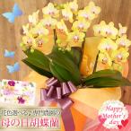 ★【ポイント5倍】★ 母の日限定 胡蝶蘭 ミディ〜中大輪 『コンパクトタイプ(2株)』３本立 24輪以上 選べる花色 ラッピング付き 送料無料 2025 [r-m2025-G]