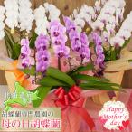 【北海道宛専用】★【ポイント5倍】★ 母の日限定 胡蝶蘭 ミディ〜中大輪 ３本立（3株） 27輪以上 選べる花色 ラッピング付き 送料無料 花 2025 [r-m2025-CS]