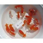 (金魚)らんちゅう-特選種用二歳魚(13cm以上)　1匹