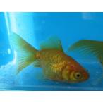 (金魚)-ドラゴンスケール黄金琉金(埼玉、吉野氏)6-7cm 1匹