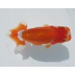 (金魚)らんちゅう-23号 特選種用二歳魚(雌) PE33-22