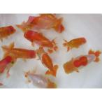(金魚)らんちゅう-お任せ-種,観賞用明け二歳魚 10〜12cm 1匹