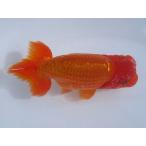 (金魚)らんちゅう-特選種用二歳魚(雄) 400B-11