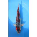 *[ цветной карп ]-. цвет три цвет 40cm No.1