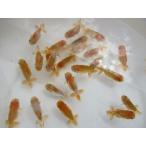 (金魚)らんちゅう-5号 特選種用当歳魚(5-6cm)3匹セット