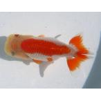ショッピング金魚 (金魚)らんちゅう-12号 特選種用当歳魚(雌) 180F-13