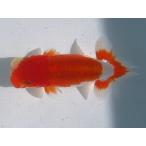 (金魚)らんちゅう-4号 特選種用二歳魚(雄) 180C-10
