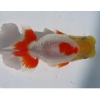 ショッピング金魚 (金魚)らんちゅう-4号 特選種用当歳魚(雄) 450A-8